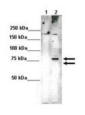 Anti-RIPK1 antibody produced in rabbit affinity isolated antibody