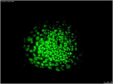 Anti-OCT-4 [POU5F1] Antibody, clone 7F9.2, Alexa Fluor™ 488 conjugate clone 7F9.2, from mouse, ALEXA FLUOR™ 488
