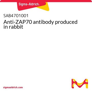 Anti-ZAP70 antibody produced in rabbit