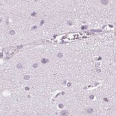 Anti-POMC antibody produced in rabbit Prestige Antibodies® Powered by Atlas Antibodies, affinity isolated antibody