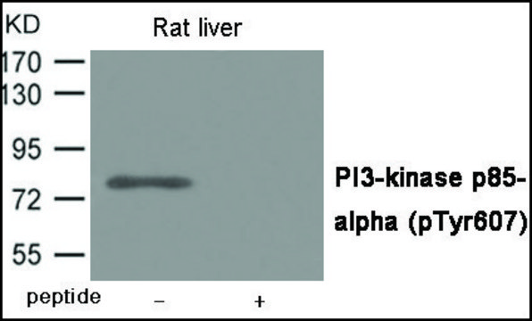 Anti-phospho-PI3-kinase p85-α (pTyr607) antibody produced in rabbit affinity isolated antibody