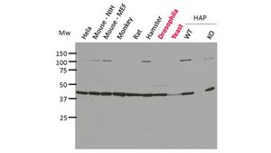 Anti-pan-Actin Antibody, clone 2A3 clone 2A3, from mouse