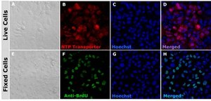 BioTracker NTP-Transporter Molecule Quick and efficient transport of labeled NTPs into cells for live cell imaging of DNA replication, synthesis, etc. Labeling of DNA with fluorescent NTPs is one of the essential methods in cell cycle analysis.