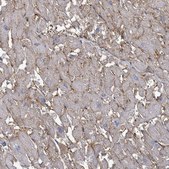Anti-BSG antibody produced in rabbit Prestige Antibodies® Powered by Atlas Antibodies, affinity isolated antibody, buffered aqueous glycerol solution
