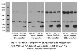 Rac1/cdc42活性磁珠拉下实验 The Rac1/cdc42 Activation Magnetic Beads Pulldown Assay provides an effective method for detecting Rac &amp; Cdc42 activity in cell lysates with higher yield &amp; easier process utilizing magenetic bead properties.