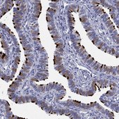 Anti-DNALI1 antibody produced in rabbit Prestige Antibodies® Powered by Atlas Antibodies, affinity isolated antibody, buffered aqueous glycerol solution