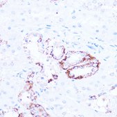 Anti-SIRT3 antibody produced in rabbit