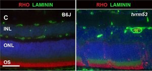 Anti-Rhodopsin Antibody, CT, last 9 amino acids, clone Rho 1D4 clone Rho 1D4, Chemicon®, from mouse