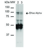 Monoclonal Anti-ENaC alpha antibody produced in mouse clone 14E10