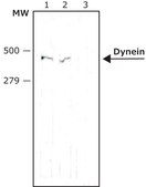 Monoclonal Anti-Dynein (Heavy Chain) antibody produced in mouse clone 440.4, ascites fluid