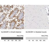 Anti-SLC9A3R1 antibody produced in rabbit Prestige Antibodies® Powered by Atlas Antibodies, affinity isolated antibody, buffered aqueous glycerol solution