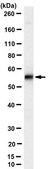 Anti-Caspase-8 Antibody, clone 3B10 clone 3B10, from rat