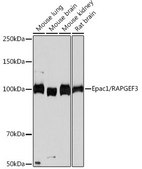 Anti-Epac1/RAPGEF3 antibody produced in rabbit