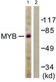 Anti-MYB antibody produced in rabbit affinity isolated antibody
