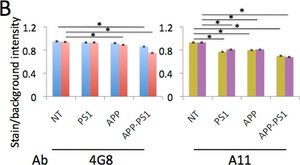 Anti-Amyloid Oligomer Antibody, αβ, oligomeric serum, Chemicon®