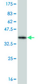 Monoclonal Anti-OLIG2 antibody produced in mouse clone 3D7, purified immunoglobulin, buffered aqueous solution