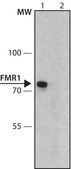 Monoclonal Anti-FMR1 antibody produced in mouse clone FMR2.5, hybridoma cell culture supernatant