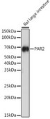 Anti-PAR2 Antibody, clone 9X8E6, Rabbit Monoclonal