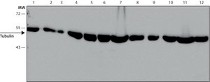 Anti-β-tubulin antibody, Mouse monoclonal clone 2-28-33, purified from hybridoma cell culture