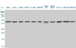 Monoclonal Anti-USF2, (N-terminal) antibody produced in mouse clone 5F2, purified immunoglobulin, buffered aqueous solution