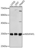 Anti-NDUFAF1 antibody produced in rabbit