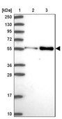 Anti-PDK3 antibody produced in rabbit Prestige Antibodies® Powered by Atlas Antibodies, affinity isolated antibody, buffered aqueous glycerol solution