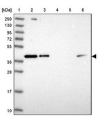 Anti-RBM4 antibody produced in rabbit Prestige Antibodies® Powered by Atlas Antibodies, affinity isolated antibody, buffered aqueous glycerol solution