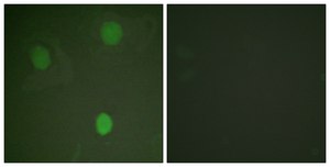 抗-MYC 兔抗 affinity isolated antibody