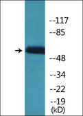 Anti-phospho-Kv1.3/KCNA3 (pTyr135) antibody produced in rabbit affinity isolated antibody