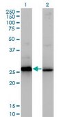 Monoclonal Anti-HMGB2 antibody produced in mouse clone 3C7, purified immunoglobulin, buffered aqueous solution