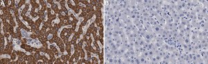 Anti-DUSP6 Antibody, clone 1H14 ZooMAb® Rabbit Monoclonal recombinant, expressed in HEK 293 cells