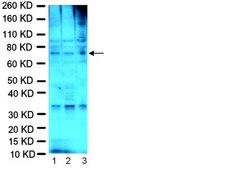 Anti-Fragile X Mental Retardation Protein Antibody, clone 1C3 ascites fluid, clone 1C3, Chemicon®