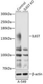 Anti- IL6ST antibody produced in rabbit