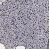 Anti-LAMB1 antibody produced in rabbit Prestige Antibodies® Powered by Atlas Antibodies, affinity isolated antibody, buffered aqueous glycerol solution