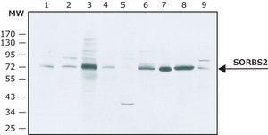 Anti-SORBS2 antibody,Mouse monoclonal clone S5C, purified from hybridoma cell culture