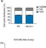 Anti-Vinculin antibody, Mouse monoclonal clone V284, purified from hybridoma cell culture