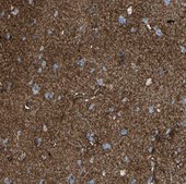 Anti-ATP1B2 antibody produced in rabbit Prestige Antibodies® Powered by Atlas Antibodies, affinity isolated antibody, buffered aqueous glycerol solution