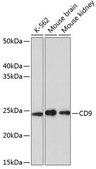 Anti-CD9 antibody produced in rabbit