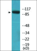 Anti-phospho-PKD2 (pSer876) antibody produced in rabbit affinity isolated antibody