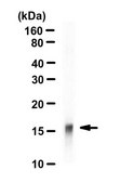 Anti-acetyl-Histone H3 (Lys27) Antibody serum, Upstate®