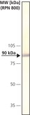 Anti-Calnexin antibody produced in rabbit IgG fraction of antiserum, buffered aqueous solution