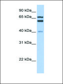 Anti-GCLC antibody produced in rabbit affinity isolated antibody