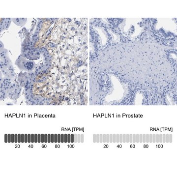 Anti-HAPLN1 antibody produced in rabbit Prestige Antibodies® Powered by Atlas Antibodies, affinity isolated antibody, buffered aqueous glycerol solution, Ab1