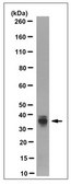 Anti-MPST Antibody, clone 1H10.1 clone 1H10.1, from mouse