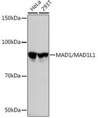 Anti-MAD1/MAD1L1 Antibody, clone 7O2C2, Rabbit Monoclonal