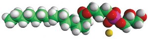 16:0 Lyso PG 1-palmitoyl-2-hydroxy-sn-glycero-3-phospho-(1′-rac-glycerol) (sodium salt), powder
