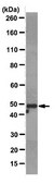 Anti-DRD4 Antibody, clone 2B9 clone 2B9, from mouse