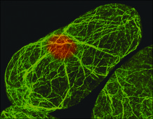Anti-Actin (plant) antibody, Mouse monoclonal clone 10-B3 (MAbGPa), purified from hybridoma cell culture