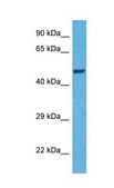 Anti-TDO2, (N-terminal) antibody produced in rabbit affinity isolated antibody