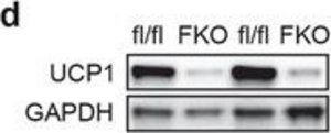Anti-UCP-1 antibody produced in rabbit affinity isolated antibody, buffered aqueous solution